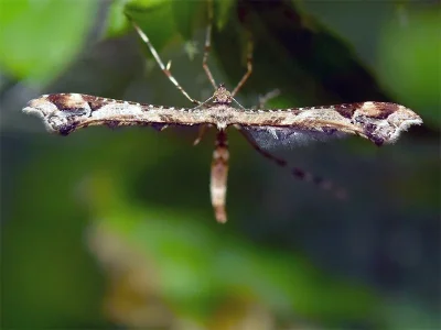 Amblyptilia acanthadactyla