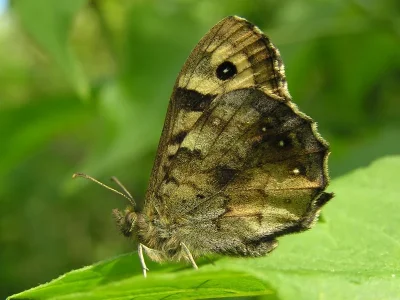 Pararge aegeria