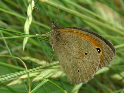 Maniola jurtina