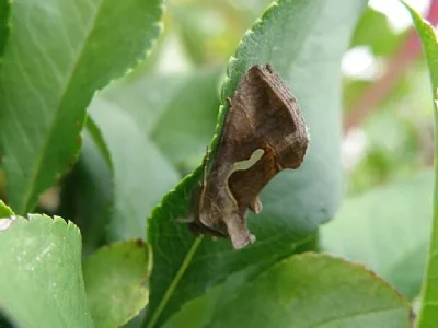 Macdunnoughia (Macdunnoughia) confusa
