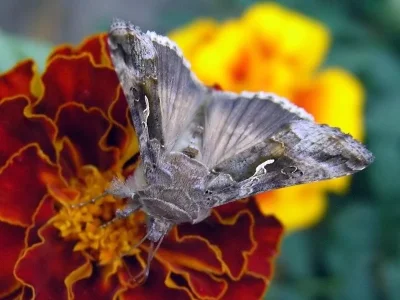 Autographa gamma
