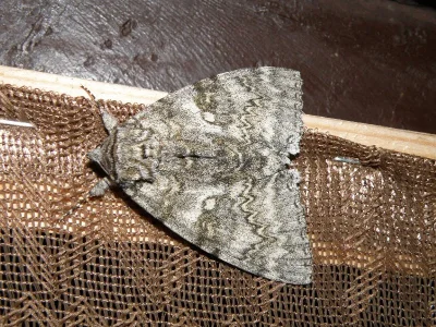 Catocala fraxini