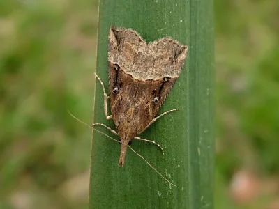 Hypena (Hypena) rostralis