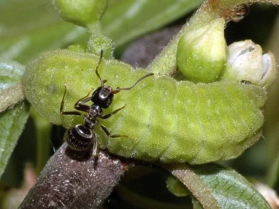 Celastrina (C.) argiolus