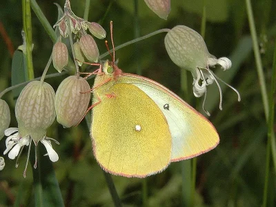 Colias palaeno