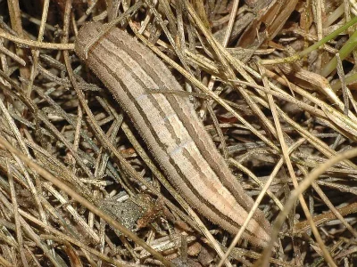 Hipparchia (Parahipparchia) semele