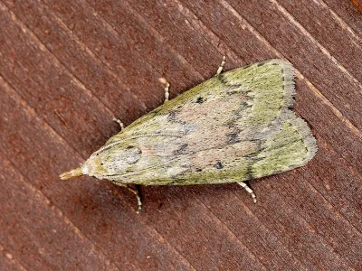 Aphomia sociella