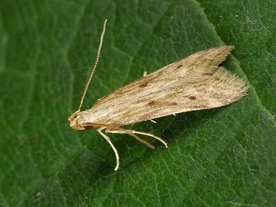 Metzneria lappella