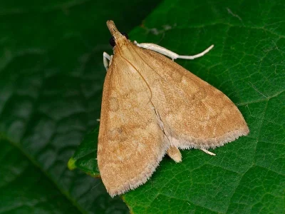 Udea fulvalis