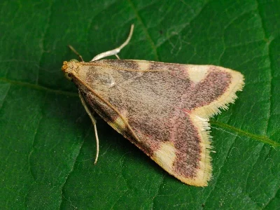 Hypsopygia costalis