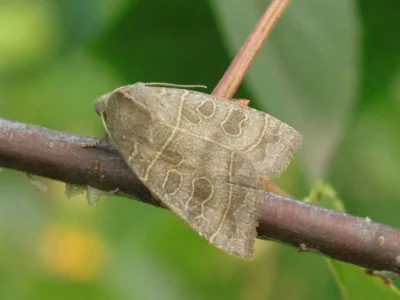 Ipimorpha subtusa
