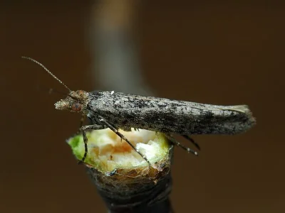 Ypsolopha ustella