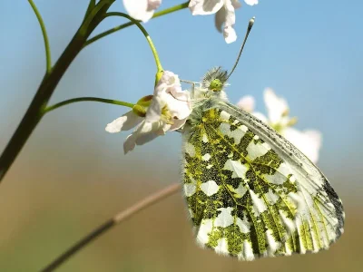 Anthocharis (Anthocharis) cardamines
