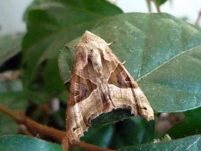 Phlogophora meticulosa