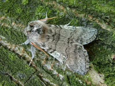 Achlya flavicornis