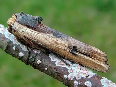 Xylena (Xylena) vetusta