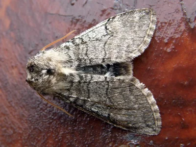 Achlya flavicornis