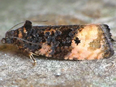 Hedya atropunctana