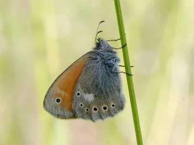 Coenonympha rhodopensis