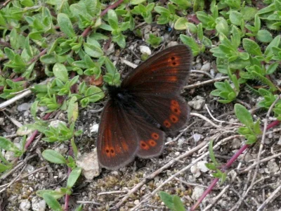 Erebia orientalis