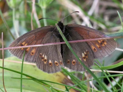 Erebia alberganus