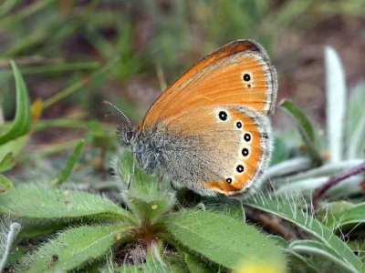 Coenonympha leander
