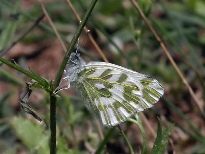 Pontia chloridice