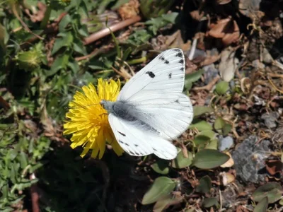 Pontia callidice