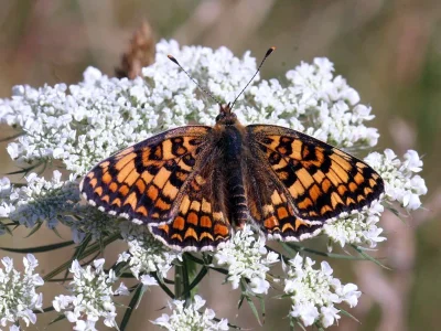 Melitaea phoebe