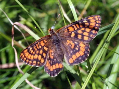 Euphydryas intermedia