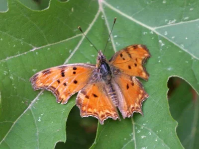 Polygonia egea