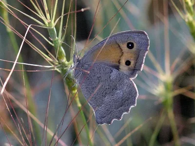 Hyponephele lupinus