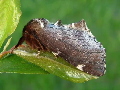 Odontosia carmelita