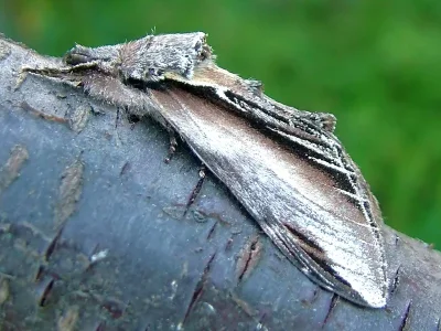 Pheosia tremula