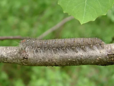 Poecilocampa populi