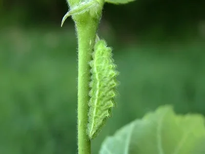 Satyrium (Strymonidia) w-album