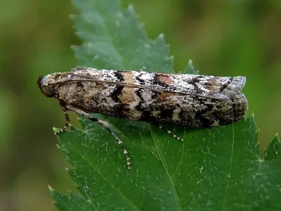 Dioryctria abietella