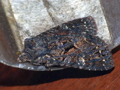 Mniotype bathensis