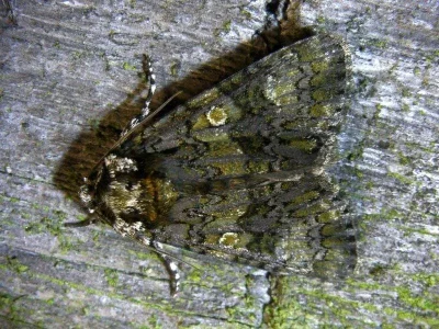 Craniophora ligustri