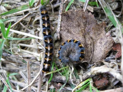 Lasiocampa (Lasiocampa) quercus