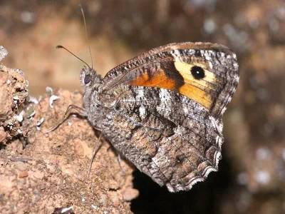 Hipparchia (Parahipparchia) semele