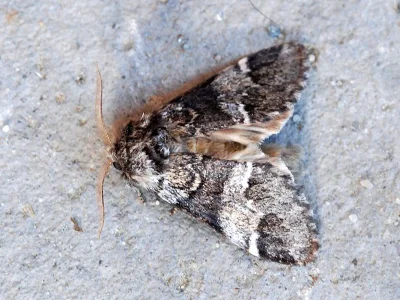 Drymonia dodonaea
