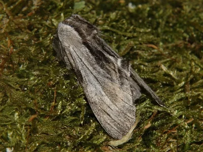 Harpyia milhauseri