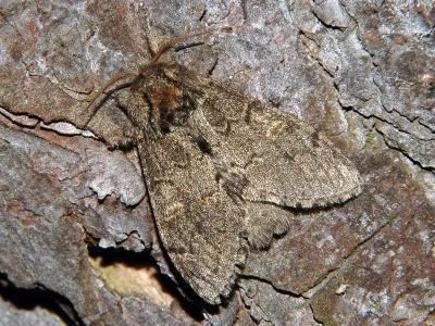 Notodonta torva
