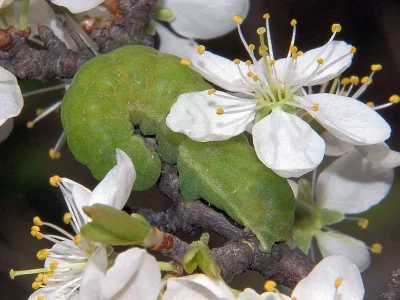 Phlogophora meticulosa