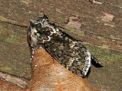Polyploca ridens