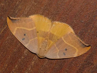 Watsonalla binaria