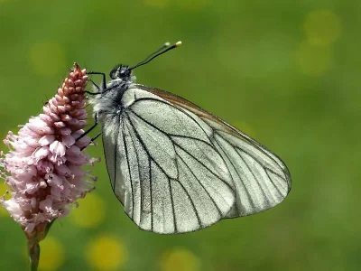 Aporia crataegi