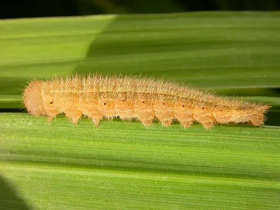 Melanargia (M.) galathea