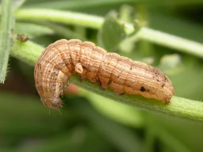 Mythimna (M.) impura